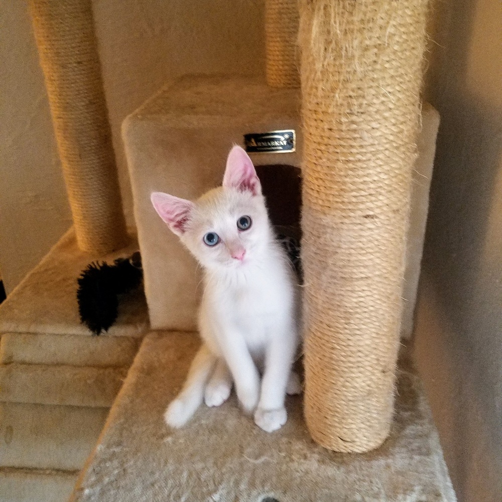 Not for Sale Just Showing Our Cats
